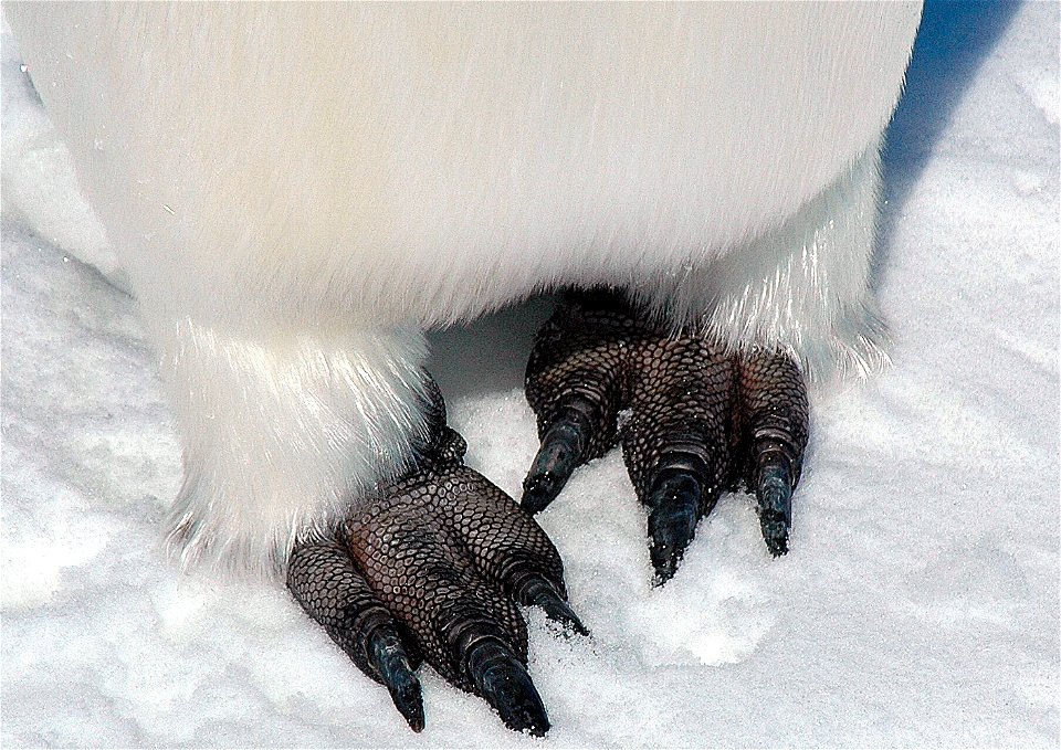 Emperor penguin on Snow Hill