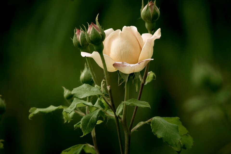 Garden romance nice