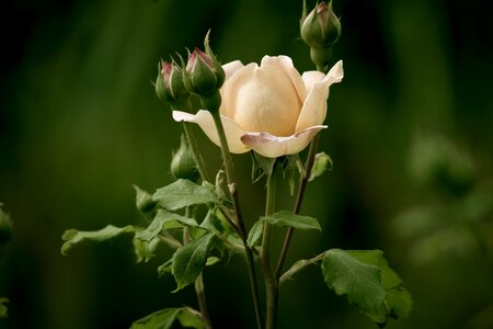 Garden romance nice