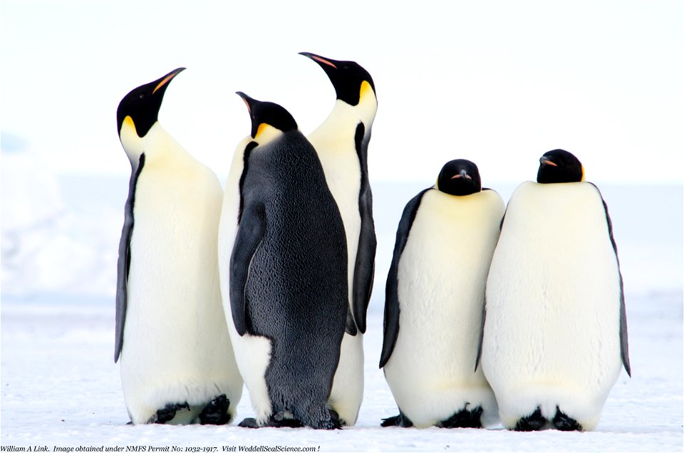 Caption This Photo — These emperor penguins, the largest of all living penguin species, are captured in this photo near Erebus Bay, Antarctica. We don't want to put ideas in your head and stifle your 