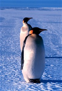 Emperor penguin photo