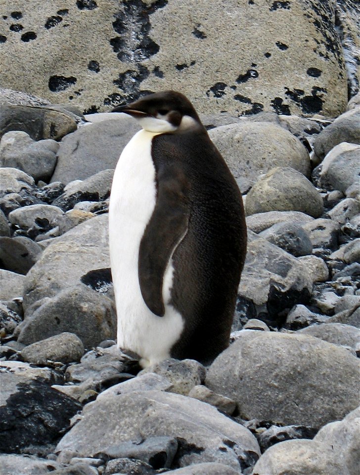 A lone Emperor penguin on Inexpressible Island.