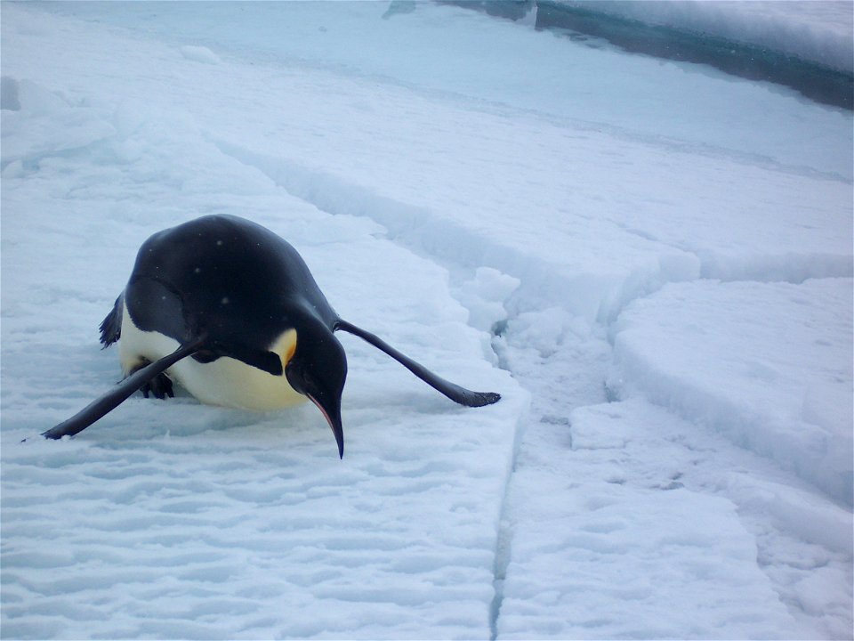 Manchot empereur tobogganant. Photo prise à coté de la base française Dumont d'Urville en Antarctique.