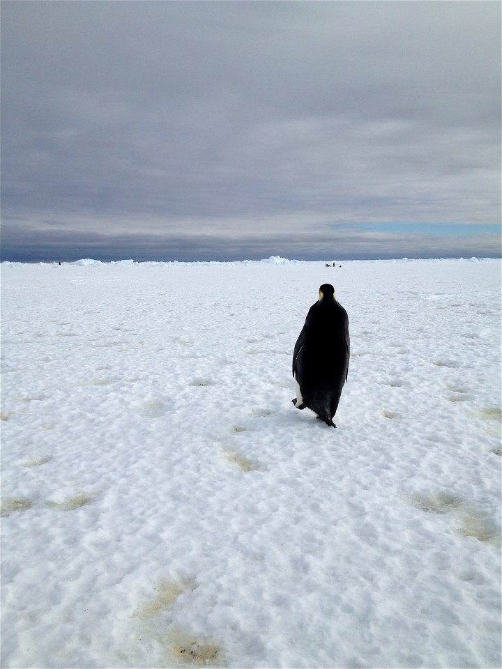An emperor penguin waddles away on Christmas morning in Antarctica. On Christmas day, the BARREL team visited a penguin colony. 
Credit: NASA
---
In Antarctica in January, 2013 – the summer at the Sou