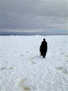 An emperor penguin waddles away on Christmas morning in Antarctica. On Christmas day, the BARREL team visited a penguin colony. 
Credit: NASA
---
In Antarctica in January, 2013 – the summer at the Sou