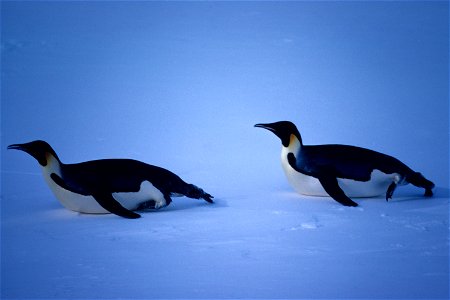 Emperor Penguins. Mawson Ice edge, Antarctica. 1981 November. photo