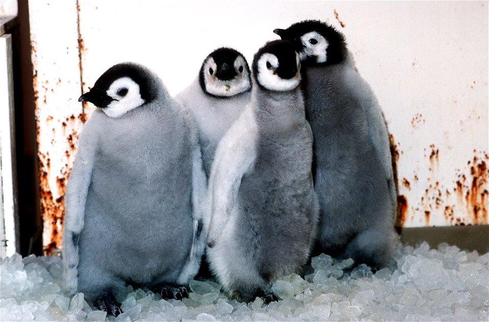 Four Emperor Penguin chicks huddle together in a quarantine area at SeaWorld. The penguins were flown to the U.S. from McMurdo Station on Ross Island in Antarctica, to be part of a National Science Fo
