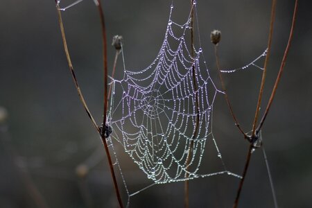 Dew in the morning water