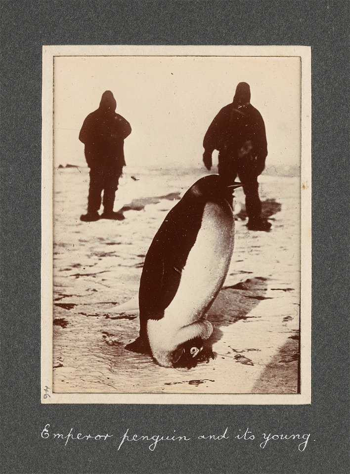 National Antarctic Expedition, 1901-1903
A cloth covered album containing 48 photographic prints relating to the National Antarctic Expedition between 1901 and 1903 when E. H. Shackleton was sent home