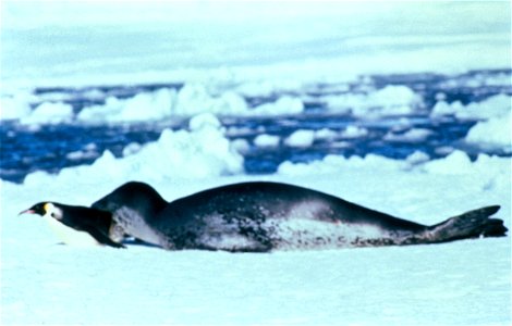 Leopard seal capturing an emperor penguin