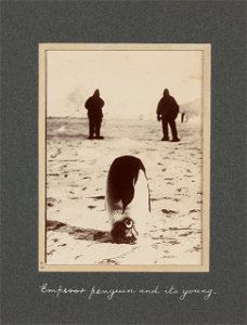 National Antarctic Expedition, 1901-1903
A cloth covered album containing 48 photographic prints relating to the National Antarctic Expedition between 1901 and 1903 when E. H. Shackleton was sent home