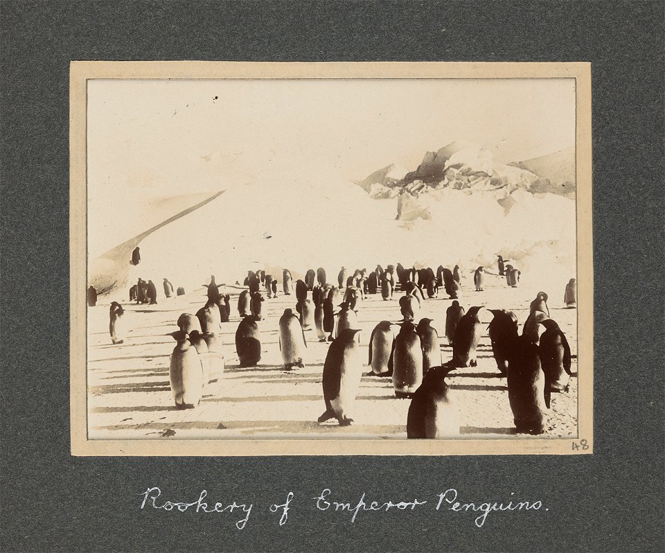 National Antarctic Expedition, 1901-1903
A cloth covered album containing 48 photographic prints relating to the National Antarctic Expedition between 1901 and 1903 when E. H. Shackleton was sent home