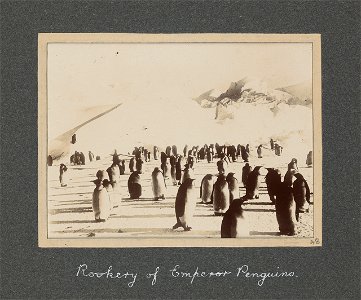 National Antarctic Expedition, 1901-1903
A cloth covered album containing 48 photographic prints relating to the National Antarctic Expedition between 1901 and 1903 when E. H. Shackleton was sent home
