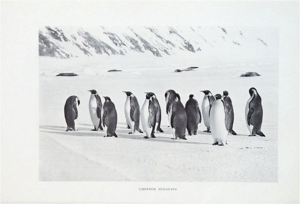 Scott's last expedition /