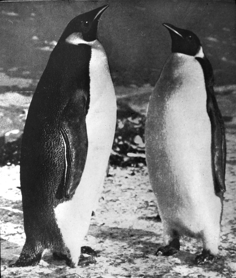 Photographs of the Nimrod Expedition (1907-09) to the Antarctic, led by Ernest Sheckleton