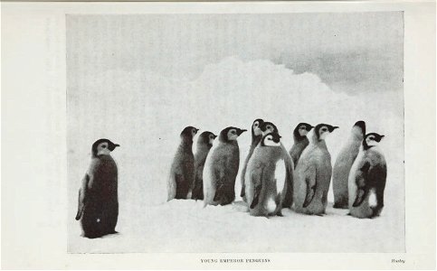 South : the story of Shackleton's last expedition, 1914-1917 /