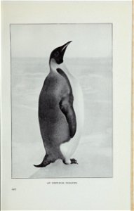The great white South : being an account of experiences with Captain Scott's South pole expedition and of the nature life of the Antarctic /