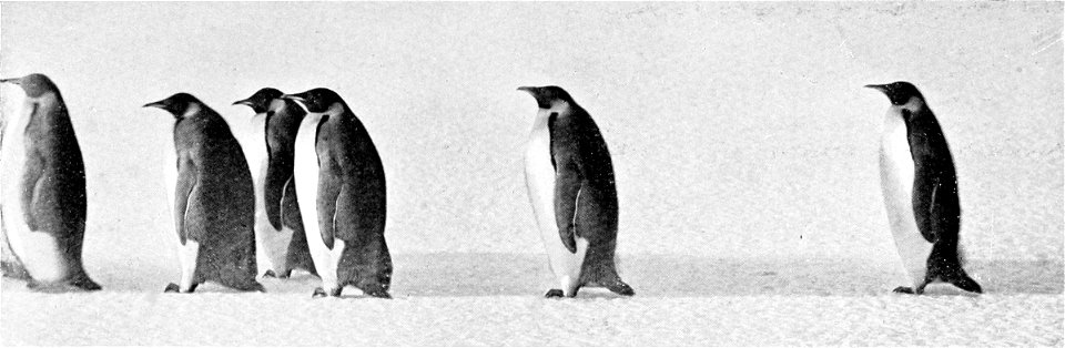 The Worst Journey in the World; Antarctic, 1910–1913 title QS:P1476,en:"The Worst Journey in the World; Antarctic, 1910–1913 "
label QS:Len,"The Worst Journey in the World; Antarctic, 1910–1