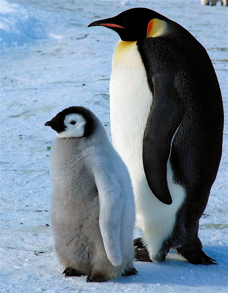 Emperor penguin on Snow Hill