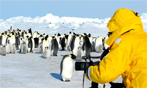 Emperor penguin on Snow Hill photo