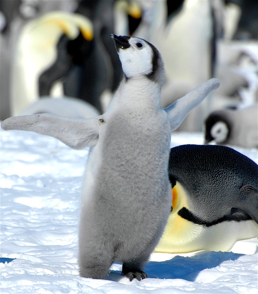 Emperor penguin on Snow Hill