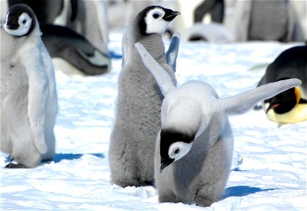 Emperor penguin on Snow Hill photo