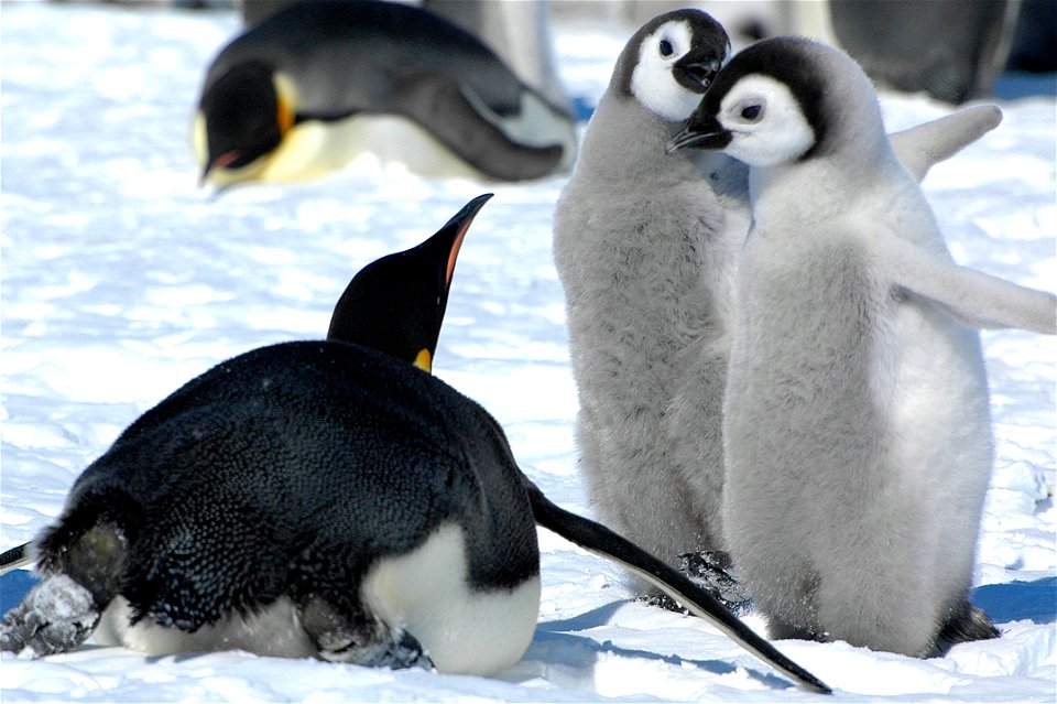 Emperor penguin on Snow Hill