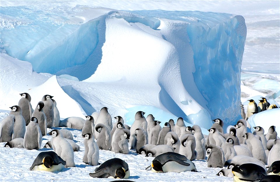 Emperor penguin on Snow Hill