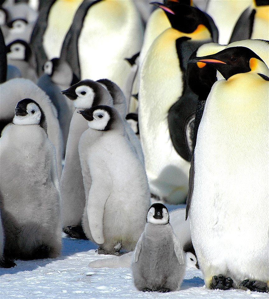 Emperor penguin on Snow Hill