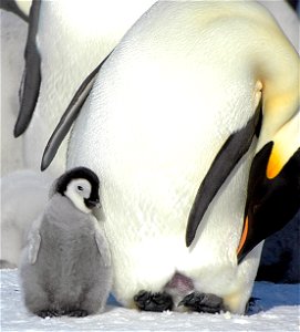 Emperor penguin on Snow Hill photo