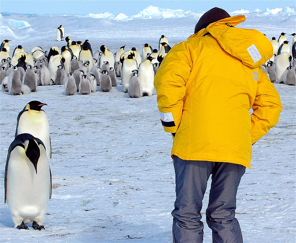 Emperor penguin on Snow Hill