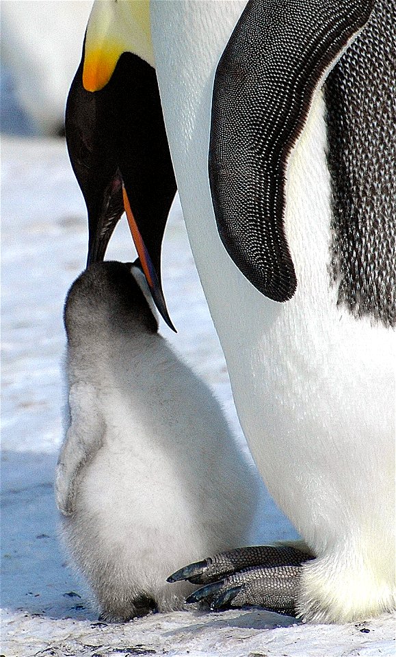 Emperor penguin on Snow Hill