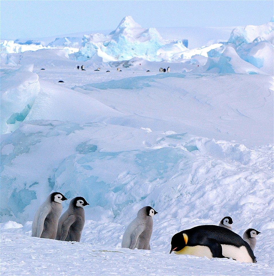 Emperor penguin on Snow Hill