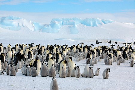 Emperor penguin on Snow Hill
