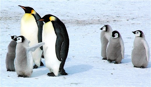 Emperor penguin on Snow Hill