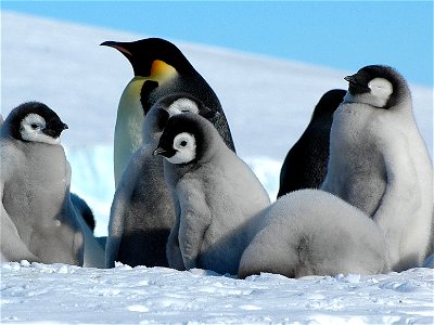 Emperor penguin on Snow Hill