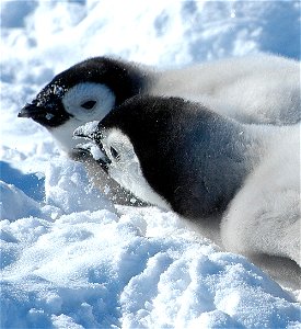 Emperor penguin on Snow Hill