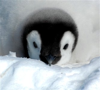 Emperor penguin on Snow Hill