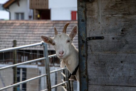 Geiss creature horn