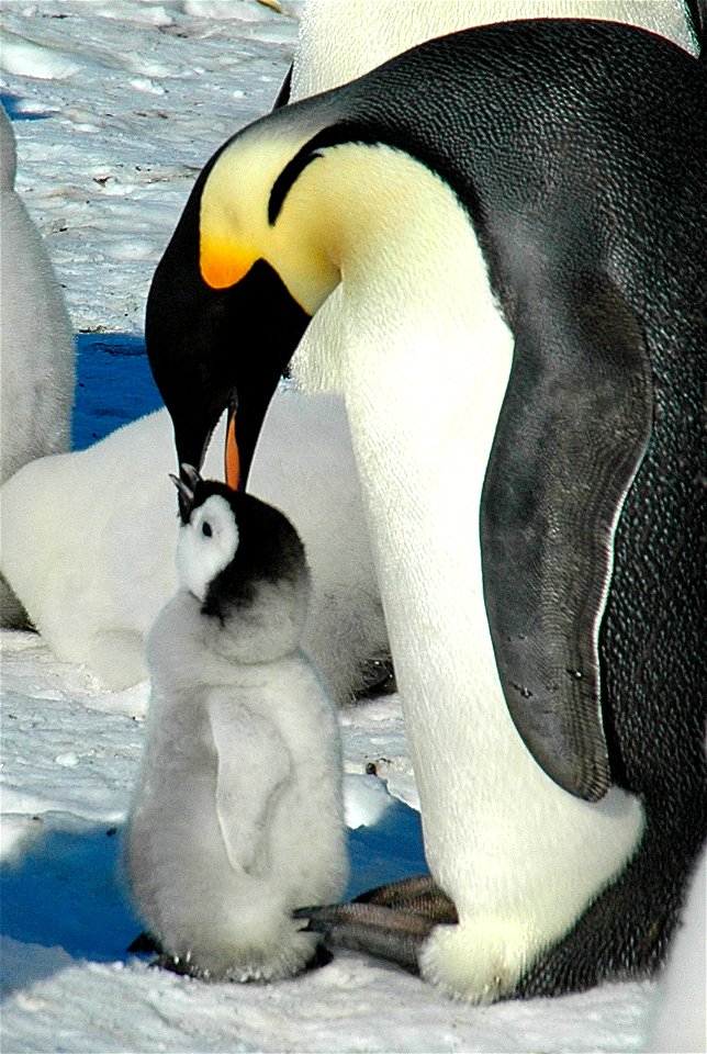 Emperor penguin on Snow Hill