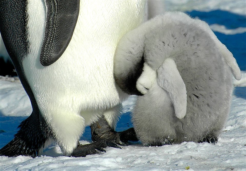 Emperor penguin on Snow Hill