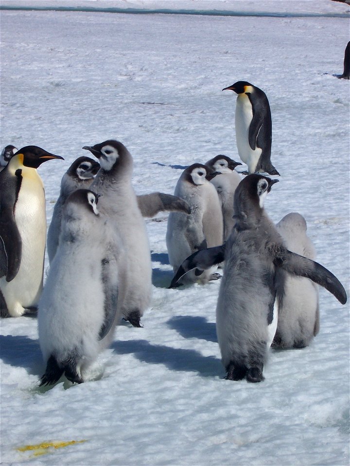 Crèche de poussins de manchots empereurs. Photo prise à coté de la base française Dumont d'Urville en Antarctique.