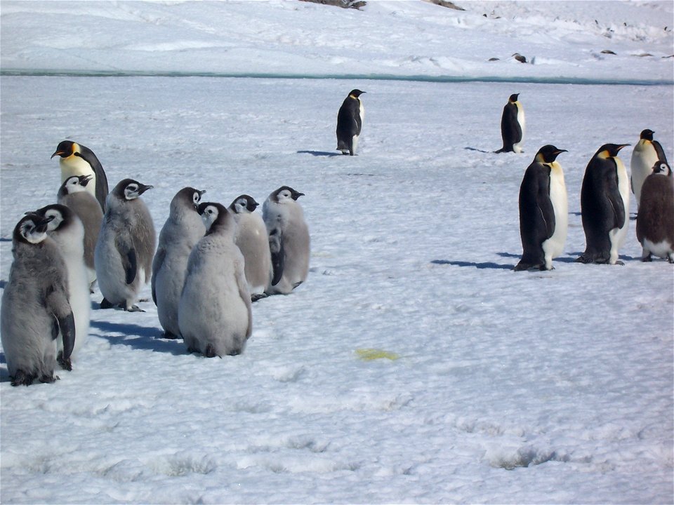 Crèche de poussins de manchots empereurs. Photo prise à coté de la base française Dumont d'Urville en Antarctique.