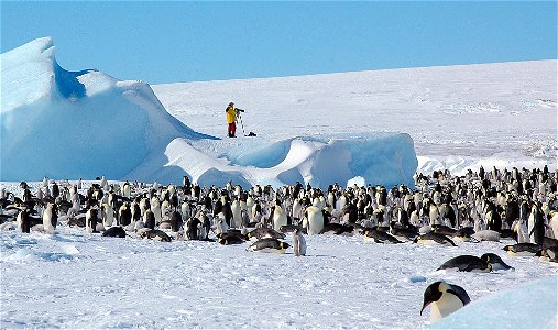 Emperor penguin on Snow Hill