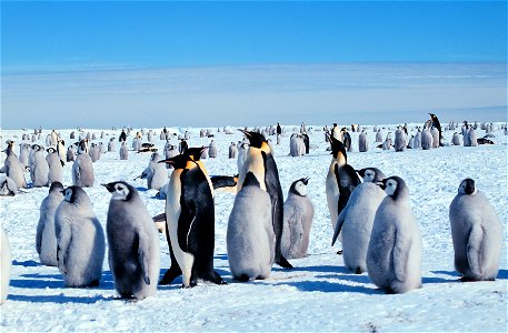 Kaiserpinguine mit JungenРусский:  Императорские пингвины в Антарктиде