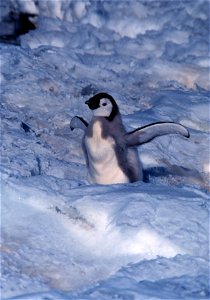 Emperor penguin chick at Cape Washington photo
