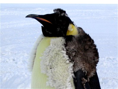 An molting Emperor penguin (Aptenodytes forsteri). photo