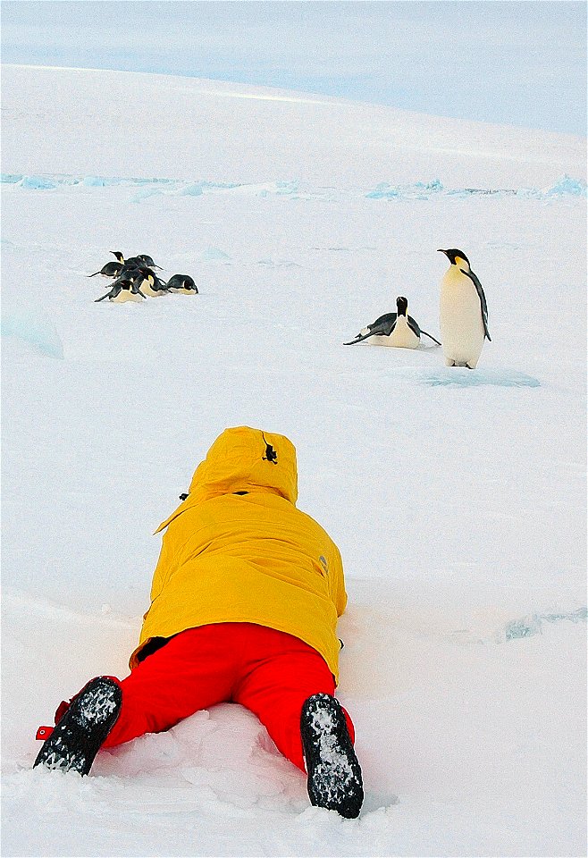Emperor penguin on Snow Hill