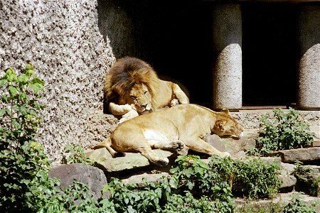 Taken by me. Lion in Berlin Zoo, i think. Probably 2005. photo