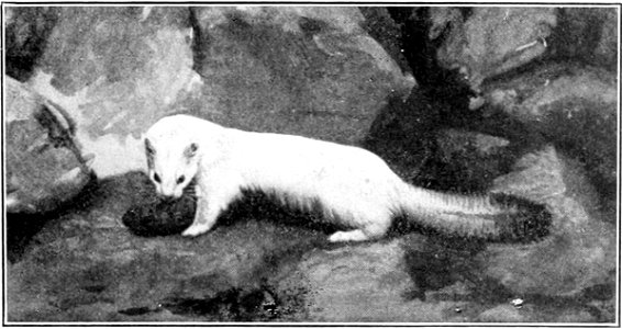 Fig. 70.—Ermine (Mustela erminea). photo